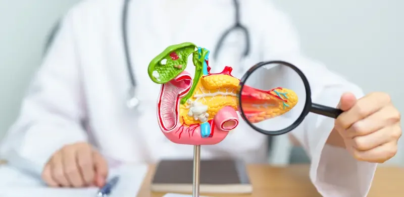 Anatomski model gušterače pod povećalom